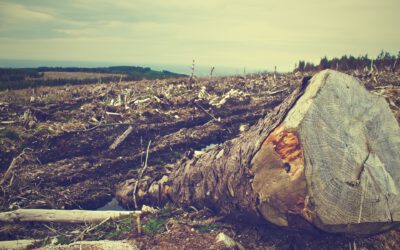 Südwind zum EU-Waldschutzgesetz: Lücken in Holzhandelsverordnung müssen als Lektion dienen