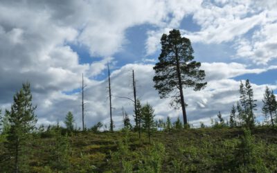 Entwaldungsverordnung: Südwind kritisiert unzulässige Blockade von Norbert Totschnig