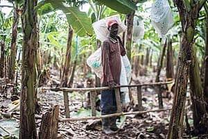 Fairtrade vs. Rainforest Alliance. Südwind vergleicht Sozial-Siegel im Bananenanbau