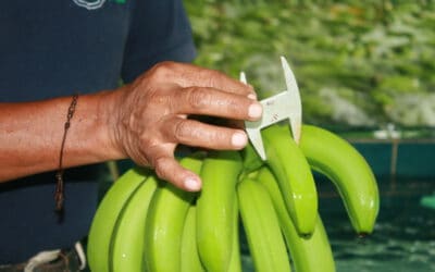 Lidl-Bananen: Südwind kritisiert abruptes Ende von 100%-Fairtrade