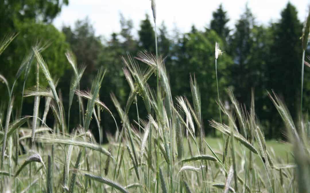 Umfrage zu nachhaltiger Ernährung und Landwirtschaft