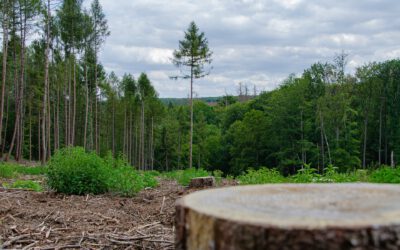 Südwind zum Tag des Waldes: Ausbleibender Waldschutz hat fatale Folgen